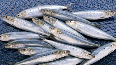 Loại cá quen mặt, giá vài chục nghìn/kg, bất ngờ vào top tốt nhất thế giới