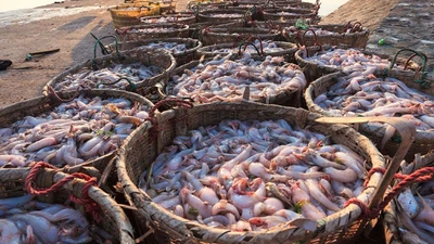 Thủy sản Việt thu 1,7 tỷ USD đầu 2026, tăng trưởng hơn 20%