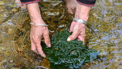 Tưởng 'rác suối' bỏ đi, ai ngờ nướng lên thành đặc sản giá chỉ vài chục nghìn