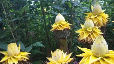 Loài chuối lạ không ra quả, chỉ nở hoa vàng khiến nhiều người săn lùng