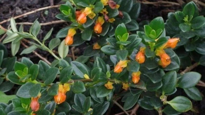 Loài cây hoa như cá vàng, giá rẻ bất ngờ nhưng được săn lùng vì hút tài lộc