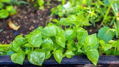 Loại rau mọc hoang thành đặc sản đô thị, giá 100.000 đồng/kg vẫn hút khách