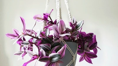 Thài lài hồng – cây cảnh dễ trồng, tạo điểm nhấn sinh động cho không gian