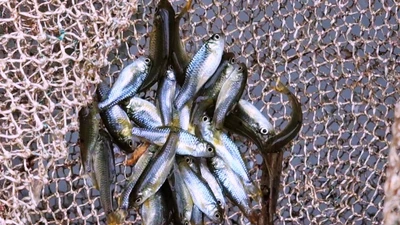 Cá rầm miền Trung: Loài cá nhỏ, giá cao, món ăn truyền thống mùa lũ