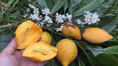 Loại quả quê xưa rụng đầy gốc, nay thành 'siêu thực phẩm' giá bạc triệu/kg