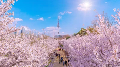 Sắc hồng mùa xuân phủ khắp Hàn Quốc, tour ngắm hoa bắt đầu 'nóng'