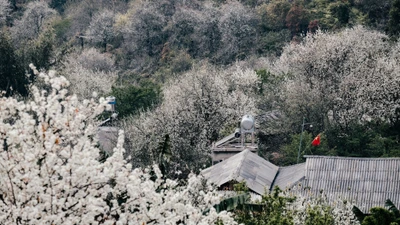 Mùa hoa sơn tra tại Nậm Nghẹp – điểm hẹn lý tưởng của Tây Bắc