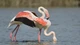 Sự thật bất ngờ phía sau sắc hồng rực rỡ của chim hồng hạc