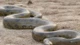 Trăn Anaconda có kích thước khủng từ cách đây 12 triệu năm 
