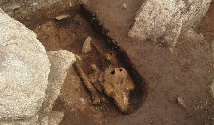 Tưởng chừng đó là bộ hài cốt người trong ngôi mộ cổ nhưng thực tế lại không phải. Ảnh: @Bảo tàng Quốc gia Anh.