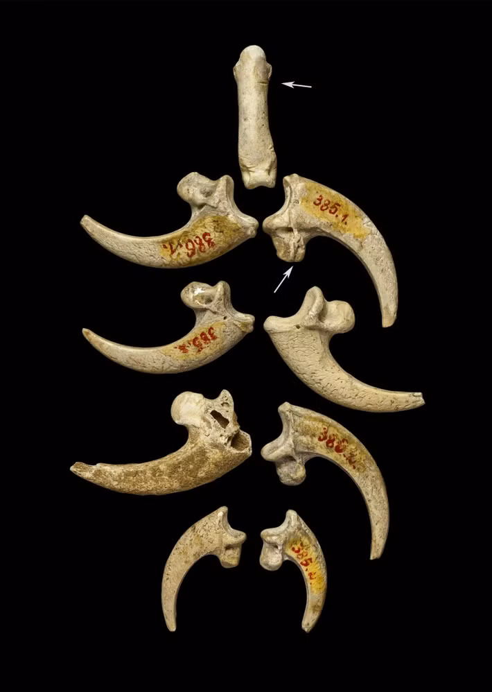 Đó là một bộ sưu tập các móng vuốt đại bàng đuôi trắng, do chính chủng người Neanderthal thu thập và chế tác. Ảnh: @Bảo tàng Lịch sử Tự nhiên Croatia.