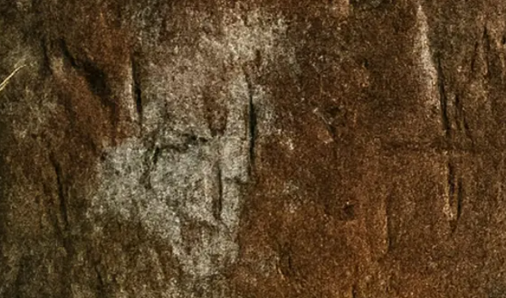 Theo các chuyên gia, những dấu hiệu này giống với các hình khắc trên đá có niên đại 2.000 năm được các kiểm lâm xác định vào tháng 8 năm 2025 tại Hang Ta Kueng, cũng nằm trong Khu bảo tồn động vật hoang dã Phu Khat. Ảnh: @Khu bảo tồn động vật hoang dã Phu Khat.