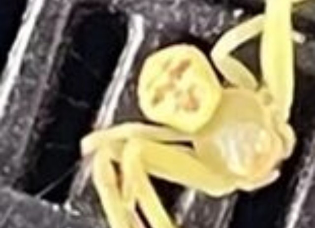 Câu chuyện bắt đầu từ một bài đăng tưởng chừng rất đỗi bình thường. Một người dùng Facebook có tên "Nut Siri", sống tại tỉnh Yasothon, đã chụp lại hình ảnh một con nhện có màu vàng nhạt mà anh bắt gặp. Điều khiến anh chú ý là phần bụng của con nhện có những hoa văn đối xứng một cách kỳ lạ, tạo thành một hình ảnh trông không khác gì một khuôn mặt người đang biểu cảm.