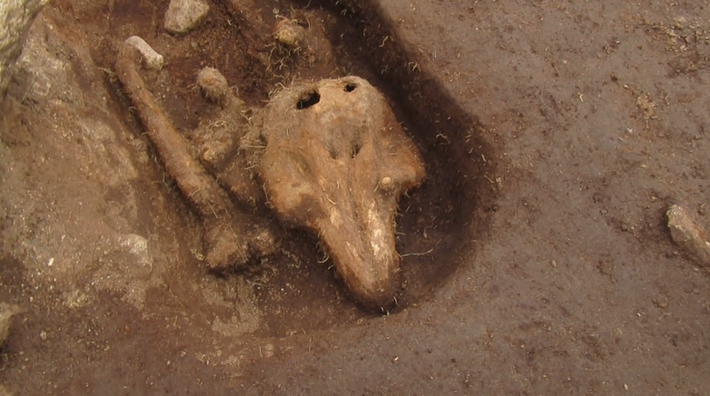 Con vật này từng sống dưới nước xung quanh Guernsey trong Thời Trung Cổ. Ảnh: @Bảo tàng Quốc gia Anh.