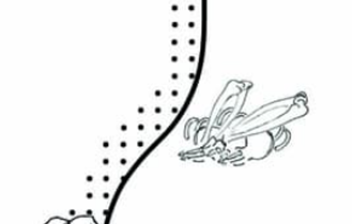 Các dấu vết trên xương của họ như đốt sống bị mòn và các vết gãy không lành cho thấy một cuộc sống đòi hỏi sức lao động thể chất cực độ, có lẽ liên quan đến nghề khai thác mỏ. Các nhà nghiên cứu tin rằng, việc chôn cất họ trong mỏ có thể là một phần của nghi lễ liên quan đến tổ tiên hoặc một nghi thức hiến tế người. Ảnh: @ J.Vondra.