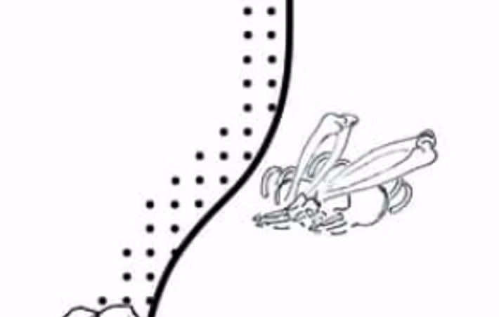 Các dấu vết trên xương của họ như đốt sống bị mòn và các vết gãy không lành cho thấy một cuộc sống đòi hỏi sức lao động thể chất cực độ, có lẽ liên quan đến nghề khai thác mỏ. Các nhà nghiên cứu tin rằng, việc chôn cất họ trong mỏ có thể là một phần của nghi lễ liên quan đến tổ tiên hoặc một nghi thức hiến tế người. Ảnh: @ J.Vondra.