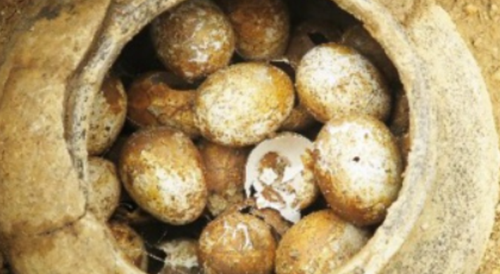 Lâm Lưu Căn còn nhận xét: "Vì vậy, người trong mộ có thể đã từng thích ăn trứng khi còn sống, và một món quà mộ phần như vậy có thể được coi là phù hợp sau khi chết. Mặt khác, trứng tạo ra những sinh linh mới. Theo quan điểm này, chiếc lọ đựng đầy trứng này có thể tượng trưng cho sự tiếp nối của cuộc sống”. Ảnh: @Viện Khảo cổ học Bảo tàng Nam Kinh.