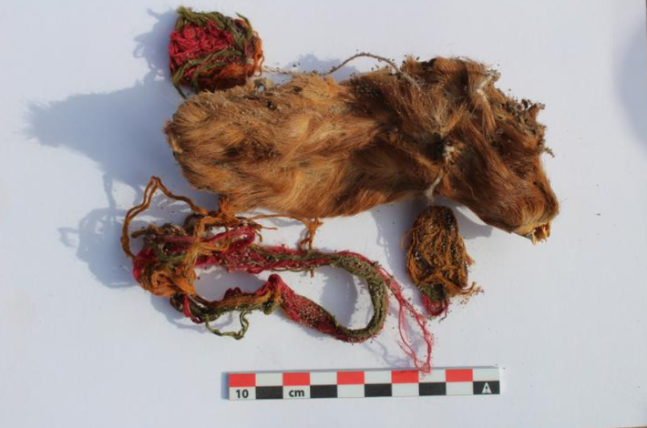 Hơn nữa, dường như một số con chuột lang được chuẩn bị để hiến tế được trang trí bằng những chiếc vòng cổ và khuyên tai đầy màu sắc làm từ dây màu. Một số hài cốt chuột lang còn được bọc trong một tấm thảm trước khi chôn cất. Ảnh: @Viện Nghiên cứu Andes.