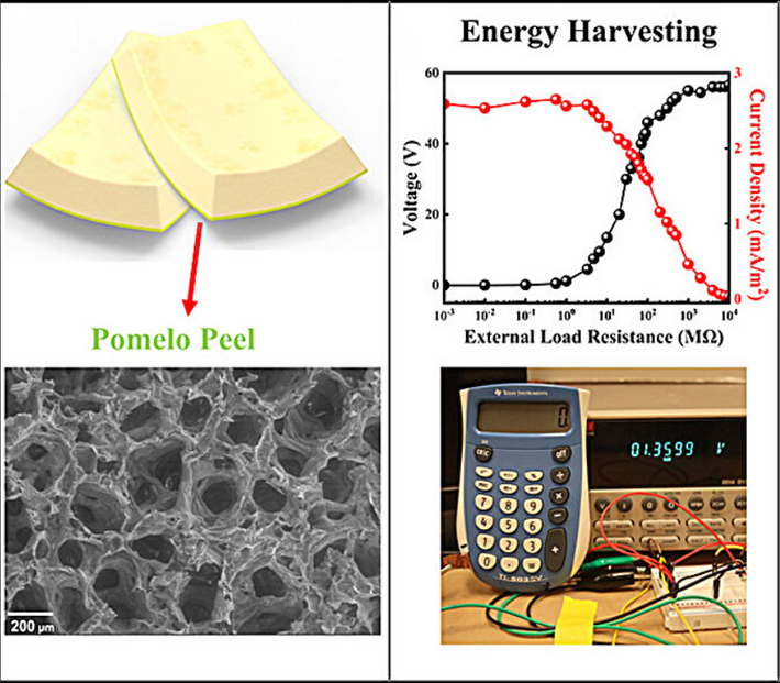 Bằng cách kiểm tra thành phần hóa học và tính chất cơ học của lớp vỏ xốp trắng này sau khi cho đông khô, nhóm nghiên cứu đã chế tạo thành công một mẫu thiết bị chuyển đổi năng lượng cơ học, thành điện năng tận dụng nguyên lý điện hóa tiếp xúc. Ảnh: @Tech Xplore.
