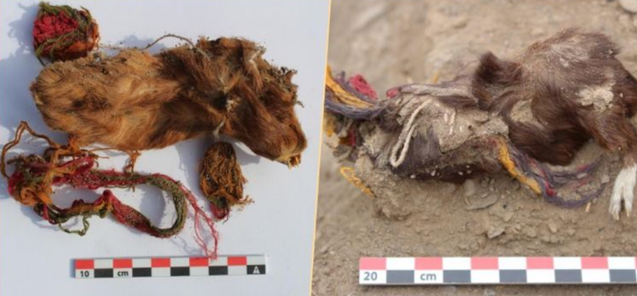 Khi tiến hành khai quật tại di chỉ khảo cổ Tambo Viejo của người Inca, nằm ở Thung lũng Acari trên bờ biển phía nam Peru, các chuyên gia đến từ Viện Nghiên cứu Andes bất ngờ thấy cỡ 100 bộ hài cốt chuột lang cổ ước tính có niên đại khoảng gần 500 năm tuổi. Ảnh: @Viện Nghiên cứu Andes.