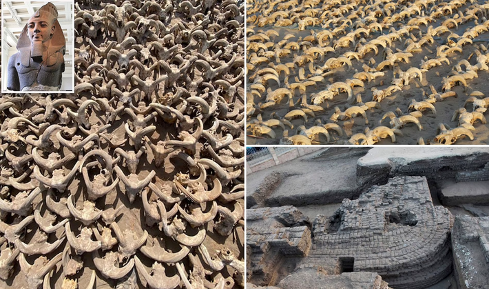 Các kỹ thuật thăm dò, phân tích khảo cổ học chuyên sâu cho thấy, có hơn 2.000 đầu cừu ướp xác có niên đại từ Triều đại Ptolemaic (khoảng năm 332-30 Trước Công nguyên) đã được khai quật. Ảnh: @Bộ Du Lịch Và Di Tích Lịch Sử Ai Cập.