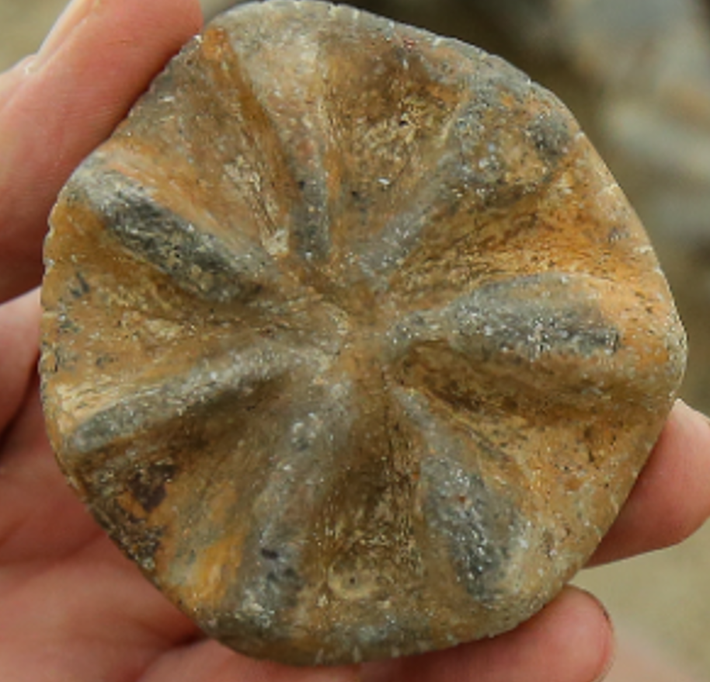 Mục đích sử dụng con dấu này sẽ được làm rõ, đặc biệt là sau khi kiểm tra chi tiết dưới kính hiển vi. Ảnh: @Bộ Văn hóa và Du lịch Thổ Nhĩ Kỳ.