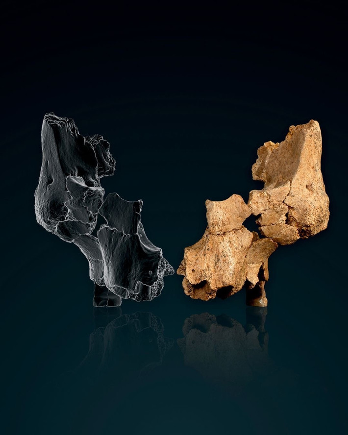 Những di tích này bao gồm khoảng 80% phần xương bên trái khuôn mặt của một người trưởng thành, bao gồm các phần của xương gò má, hàm trên và cấu trúc mũi. Ảnh: @Trung tâm Nghiên cứu Quốc gia về Tiến hóa Loài người.