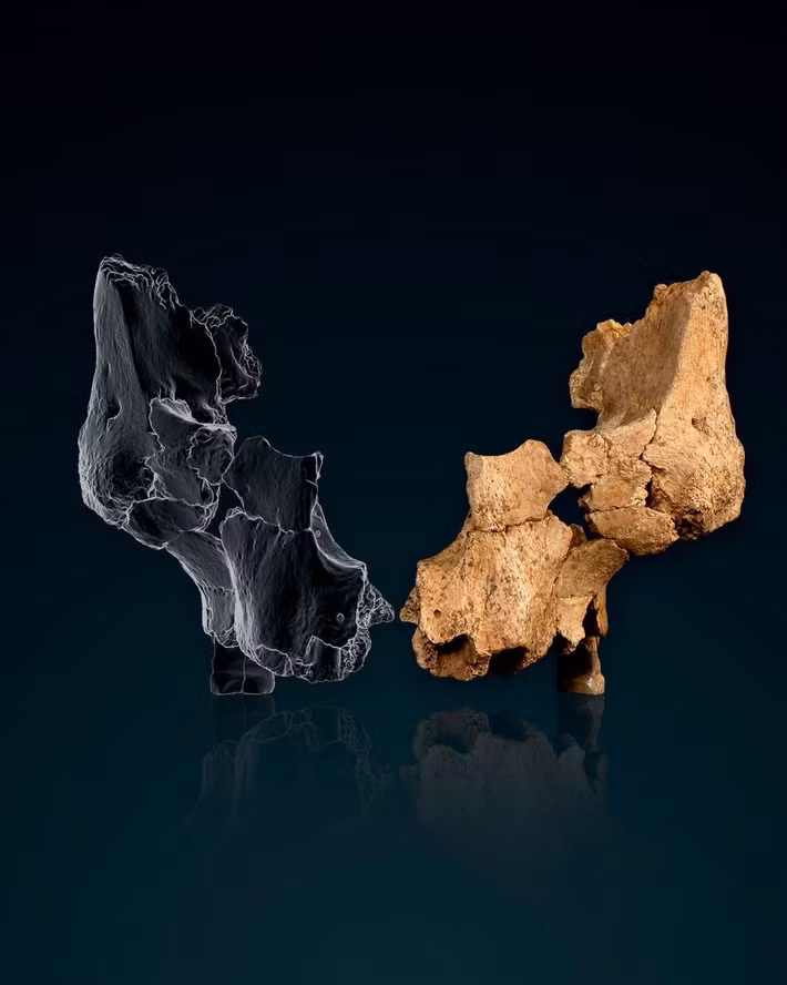 Những di tích này bao gồm khoảng 80% phần xương bên trái khuôn mặt của một người trưởng thành, bao gồm các phần của xương gò má, hàm trên và cấu trúc mũi. Ảnh: @Trung tâm Nghiên cứu Quốc gia về Tiến hóa Loài người.