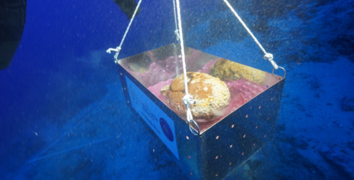 Ước tính chúng có niên đại khoảng 2.500 năm tuổi. Ảnh: @Quỹ Nghiên Cứu Khảo Cổ RPM Maritime Foundation.