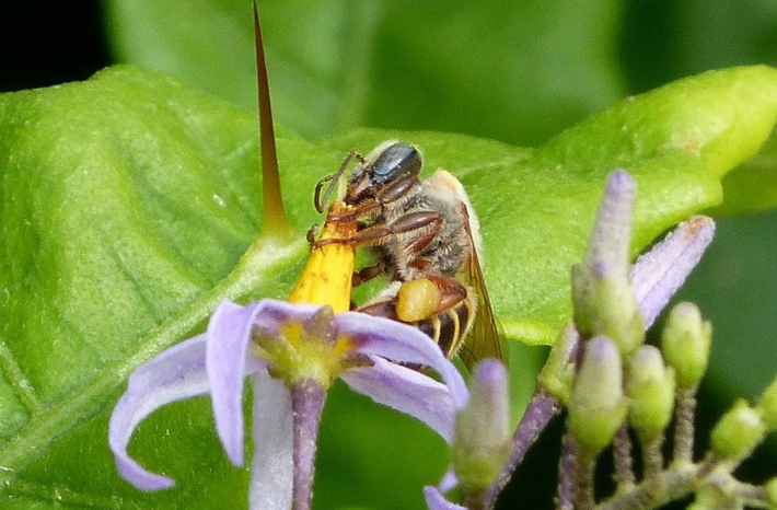 Nghề nuôi ong là một tập tục ăn sâu vào đời sống thường nhật của người Maya ở bán đảo Yucatán từ thời tiền Tây Ban Nha. Ảnh: @Viện Nhân chủng học và Lịch sử Quốc gia Mexico.