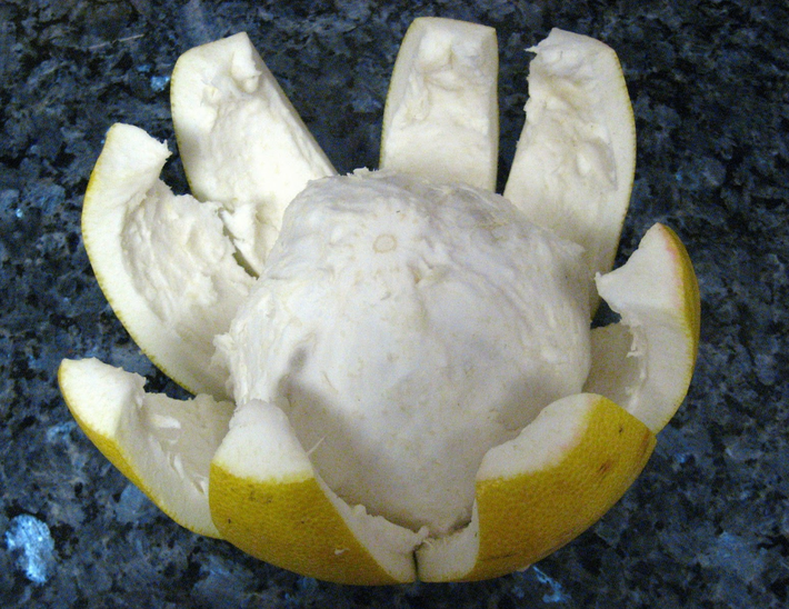 Vỏ bưởi có hai phần chính: lớp ngoài mỏng và lớp trong dày, màu trắng. Phần màu trắng mềm xốp và có cảm giác như miếng bọt biển, khi bạn ấn tay vào. Một số người đã sử dụng vỏ bưởi này để chiết xuất các hợp chất cho tinh dầu, hoặc pectin, nhưng ở đây, các chuyên gia đã tận dụng cấu trúc xốp tự nhiên này dành cho một mục tiêu khác. Ảnh: @ The Foodie Next Door.