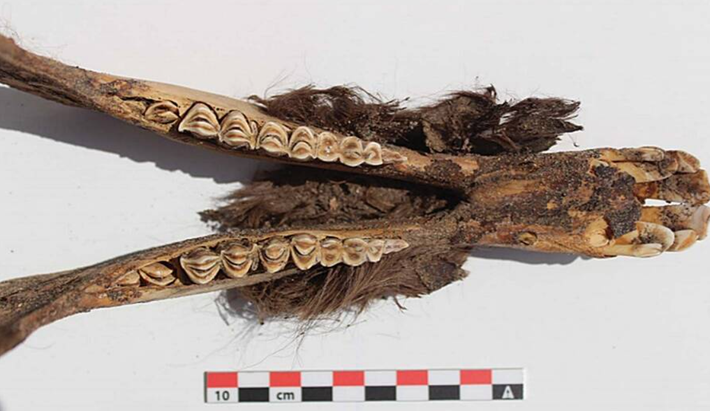 Các nhà nghiên cứu không thể xác định bất kỳ vết cắt hoặc vết thương nào trên cơ thể lạc đà không bướu, cho thấy rằng những con vật này có thể đã bị chôn sống để hiến tế dân lên các vị thần bản địa. Ảnh: @Đại học Calgary.