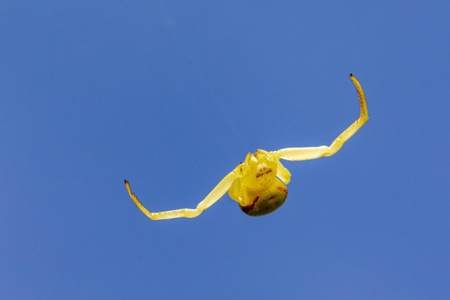 Nhện cua là những kẻ săn mồi kiểu phục kích. Thay vì giăng tơ, chúng thường ẩn mình trong những bông hoa, trên lá cây, kiên nhẫn chờ đợi con mồi như ong, bướm đến hút mật. Màu sắc vàng hoặc trắng của chúng chính là một lớp ngụy trang hoàn hảo, giúp chúng hòa lẫn vào màu sắc của những cánh hoa.