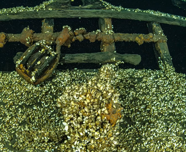 Mặc dù các thợ lặn chưa chắc chắn về danh tính của con tàu bị chìm, nhưng khả năng nó có nguồn gốc từ đầu thế kỷ 19. Ảnh: @Hội đồng Khảo sát dưới nước Ontario.