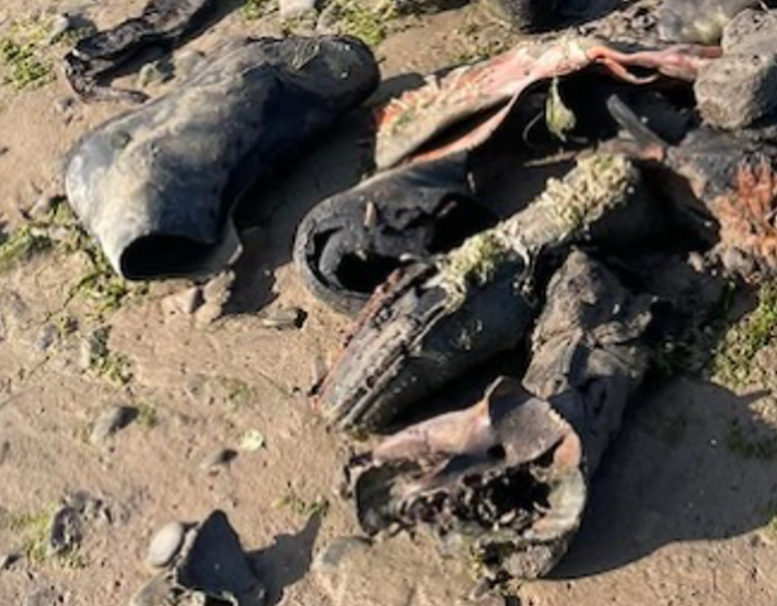 Dựa trên thiết kế, người ta cho rằng những đôi giày này có niên đại từ thế kỷ 19, điều này khá phù hợp với câu chuyện dân gian địa phương về một vụ đắm tàu ​​trong khu vực. Ảnh: @Beach Academy.