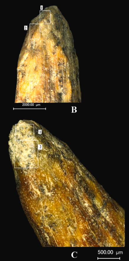 Việc tìm thấy những vật thể này đã bác bỏ những giả định trước đây về khả năng công nghệ của người Neanderthal cổ xưa, cho thấy rằng họ đã chế tạo các công cụ săn bắn tinh xảo hàng chục nghìn năm trước khi người Homo sapiens đặt chân đến châu Âu. Ảnh: @Liubov Golovanova.