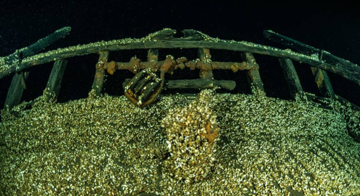 Hiện tại, con tàu bị bao phủ bởi loài trai quagga, một loài xâm lấn đang làm xói mòn các chi tiết gỗ tinh xảo của con tàu. Ảnh: @Hội đồng Khảo sát dưới nước Ontario.