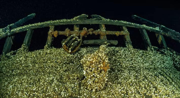 Hiện tại, con tàu bị bao phủ bởi loài trai quagga, một loài xâm lấn đang làm xói mòn các chi tiết gỗ tinh xảo của con tàu. Ảnh: @Hội đồng Khảo sát dưới nước Ontario.