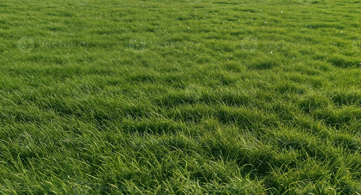 Sam Spiers, một chuyên gia dò tìm kim loại và là thành viên của "Metal Detecting Finds UK &amp; British Coins", đã phát hiện ra một vật thể lạ ở độ sâu hơn 30 cm, trong một cánh đồng cỏ giữa hai cây sồi cổ thụ. Ảnh: @Sam Spiers.