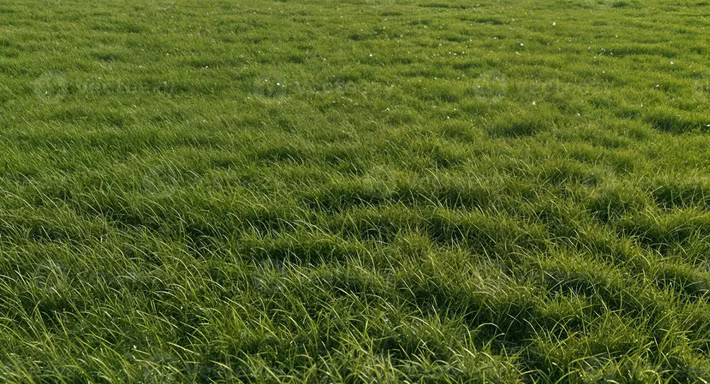 Sam Spiers, một chuyên gia dò tìm kim loại và là thành viên của "Metal Detecting Finds UK &amp; British Coins", đã phát hiện ra một vật thể lạ ở độ sâu hơn 30 cm, trong một cánh đồng cỏ giữa hai cây sồi cổ thụ. Ảnh: @Sam Spiers.