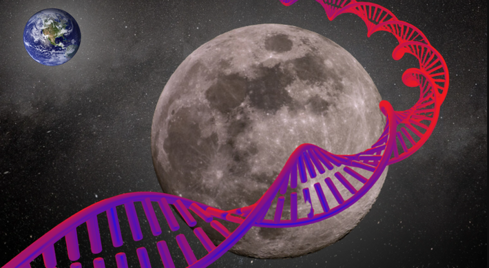 Hiện tại, một nhóm các nhà nghiên cứu đã và đang động não để tìm ra một giải pháp không tưởng đó là, xây dựng những hầm chứa sinh học này trên Mặt trăng. Ảnh: @Space.