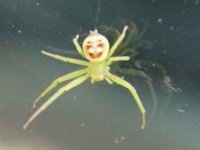 Pareidolia là một xu hướng bẩm sinh của bộ não con người, khiến chúng ta có xu hướng nhận diện ra những khuôn mặt hoặc các hình thù quen thuộc trong những vật thể, họa tiết ngẫu nhiên. Đây là một cơ chế tiến hóa quan trọng. Từ thời tiền sử, khả năng nhận diện khuôn mặt một cách nhanh chóng (để phân biệt bạn và thù, nhận ra kẻ săn mồi trong bụi rậm) là một kỹ năng sống còn. Bộ não của chúng ta được lập trình để ưu tiên việc tìm kiếm các khuôn mặt, đến mức đôi khi nó nhìn nhầm cả những thứ không phải là mặt người.