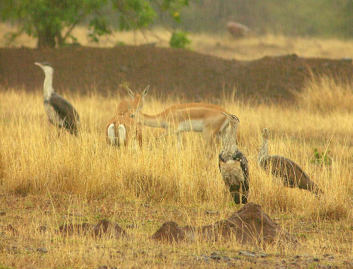Vùng đồng cỏ Boramani thuộc huyện Solapur, bang Maharashtra, một khu vực ngày nay nổi tiếng về bảo tồn động vật hoang dã hơn là khảo cổ học. Ảnh: @Deccan College.