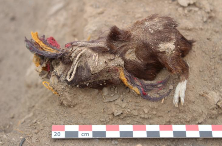 Khám phá này có ý nghĩa quan trọng, vì nó cung cấp bằng chứng khảo cổ học thực sự đầu tiên chứng minh thực tế các ghi chép về nghi lễ hiến tế chuột lang hàng loạt do những người thực dân Tây Ban Nha đầu tiên ở châu Mỹ ghi lại. Ảnh: @Viện Nghiên cứu Andes.