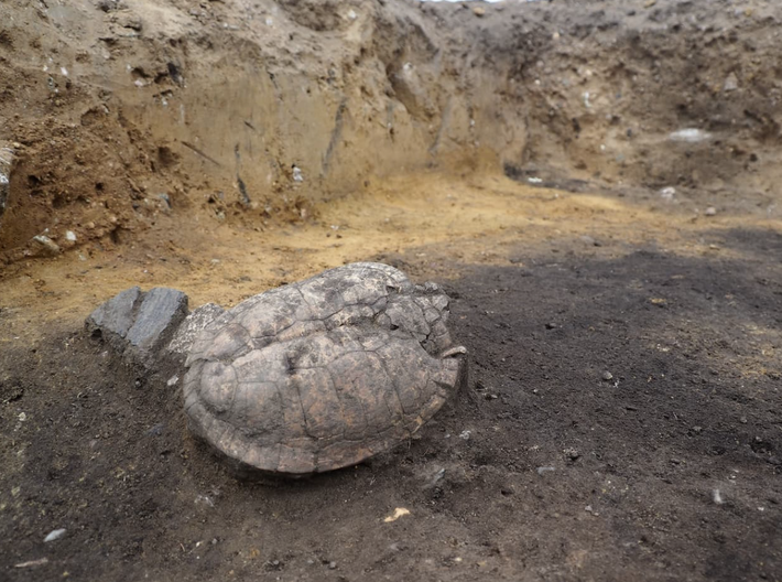 Các cuộc khai quật do Văn phòng Quản lý Di sản và Khảo cổ học bang Saxony-Anhalt phối hợp chặt chẽ với hội đồng thành phố địa phương thực hiện, đã phát hiện ra các công trình nhà ở và lò nướng, cùng với một hiện vật bất thường: mai của một con rùa ao châu Âu trong một hố có thể từng được dùng làm lò nướng, làm dấy lên khả năng con vật này đã được dùng làm thực phẩm. Ảnh: @Văn phòng Quản lý Di sản và Khảo cổ học bang Saxony-Anhalt.