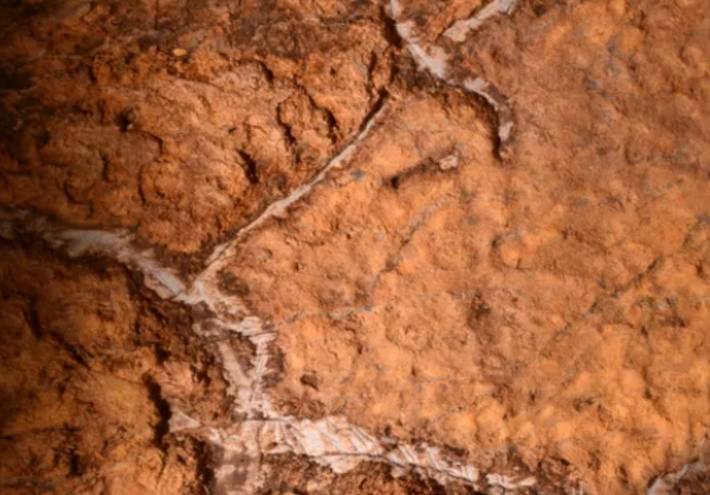 Ước tính bức tranh lợn rừng này có niên đại khoảng 14.000 năm tuổi, thuộc Thời Kỳ Đồ Đá Cũ. Ảnh: @Viện Nghiên Cứu Khảo Cổ Tây Ban Nha.