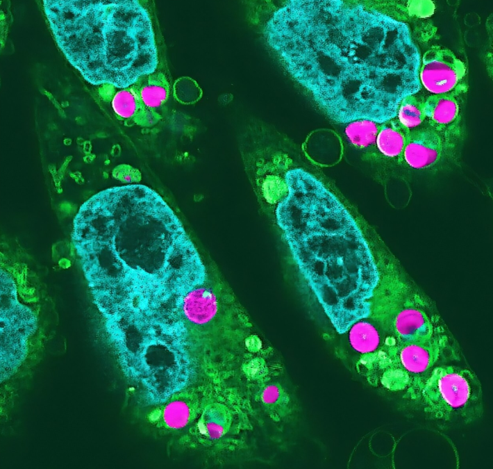 Và các tế bào sinh học, hay hạt giống này có thể có giá trị lớn trong việc tái tạo quần thể các loài động thực vật bị đe dọa, hoặc tuyệt chủng. Từ đó, giúp con người có thể xây dựng hệ sinh thái trong các thuộc địa của con người trên Mặt trăng hoặc Hỏa tinh trong tương lai. Ảnh: @ Earth.com.