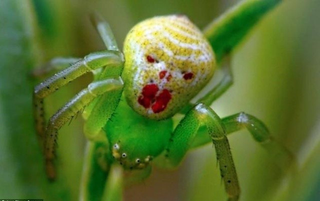 Một số loài nhện cua thậm chí còn sở hữu một siêu năng lực đáng kinh ngạc, đó là khả năng đổi màu. Tùy thuộc vào màu sắc của bông hoa mà chúng đang ẩn nấp (ví dụ như hoa cúc trắng hoặc hoa vàng), chúng có thể từ từ thay đổi màu sắc cơ thể trong vài ngày để đạt được hiệu quả ngụy trang tối ưu.