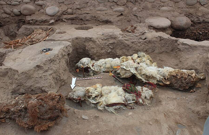 Các kỹ thuật thăm dò, phân tích khảo cổ học chuyên sâu cho thấy, đó hài cốt ướp xác của bốn con lạc đà không bướu. Ảnh: @Đại học Calgary.