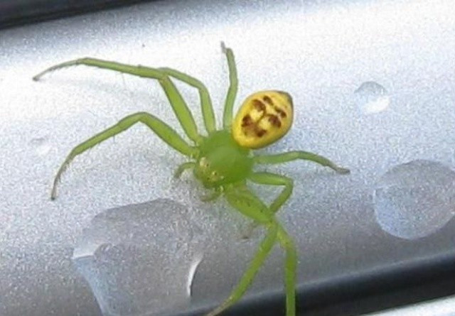 Đó là lý do tại sao chúng ta có thể thấy chú Cuội trên Mặt Trăng, nhìn thấy hình ảnh Chúa Jesus trên một lát bánh mì nướng, hay thấy những khuôn mặt ngộ nghĩnh trong những đám mây. Khuôn mặt trên lưng con nhện cua cũng chỉ là một sự sắp đặt ngẫu nhiên của các đốm màu, nhưng bộ não của chúng ta đã tự động kết nối chúng lại thành một hình ảnh có ý nghĩa.